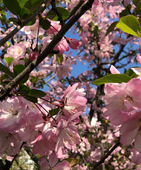 4月去游江赏花 惊喜遇见一场彩虹雨!