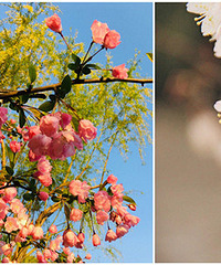 ɹ���� ���ǰͿ��¿�ӡ�ŷ�а�Ԫ���п���