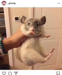 �����⡿ɹɹ��ҵ��ȳ� ���ѣ���ֻ��è�Ȼ��ˣ�