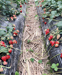 �ִ�����~��С����ÿ�ܶ�ȥ�ɲ�ݮ���Ե�ͣ������