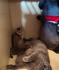 如果你也喜欢猫 那我们就做朋友吧 大喵二喵三喵四喵