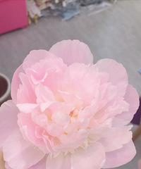 �Ի�û�еֿ���