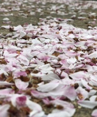 ��ǰ��һ��ӣ��������