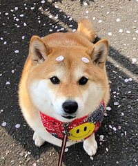 �������ɰ��Ĺ�����ʲô