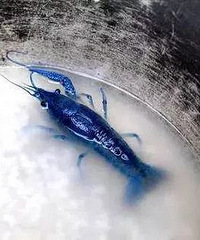 ̫ŮӴӺɫСϺ200֮һĸ