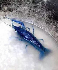 ����������һ�����̳�ֻ��ɫС��Ϻ��