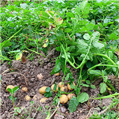 ������ ���ɶ��ɶ