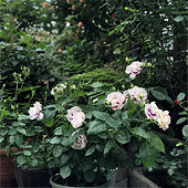 �޵Ļ�԰ �޵�����