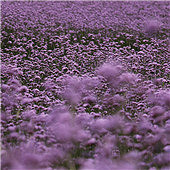 �����Ļ���