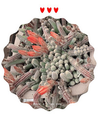 随手拍美美哒