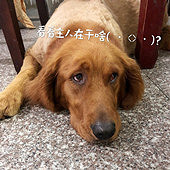 �ÿɰ��Ĺ�����