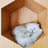 ��˯���ѵĿɰ�è��