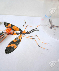 ����һֻ���� ���ֻ�������