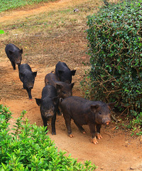 �����ٸ߿�������ɽ��Ұ�ı��� ���йŷ����εľ���