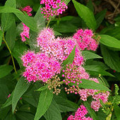 �鲨��԰����