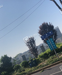 怎么回事?一夜间云海路两侧的绿化树 都被“剃头”了!