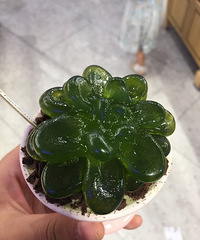 美丽家族可以吃的肉肉 这也太好看了吧 买它!