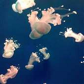 �����յ�ˮĸ���ɰ�