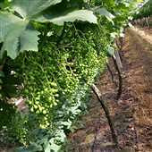 ���̴�������ѣ�