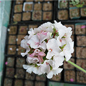 �������Ļ���