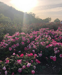 26��MM ����166 �������� ���Ҹ�173cm���ϵ�GG