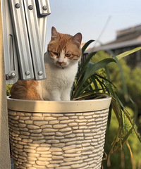 寻猫(快递盒)启事