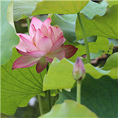 �������ĺ�