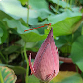 С�ɲ�¶����