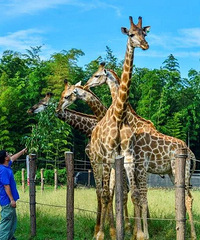 ��699������֮�γ�ֵ�ײͣ�5�Ǻ����Ƶ� ����԰ ʪ�ع�԰��