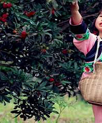 �Լ���ժ�Ĵ�Ϫ��÷�ִ����������ʣ�