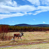 ��ԭ�ϵ�С��¹ �ȷ�