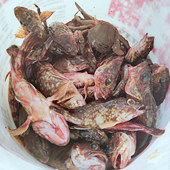 ����ʢ�ĺ��ʴ��