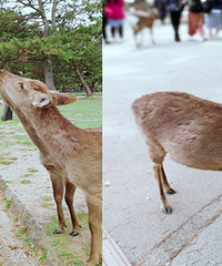 ������ �ձ�������С¹�ȷ��ˣ�