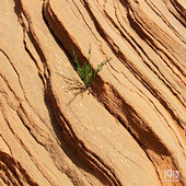 ��ɳĮ��ɫ���𺳣�