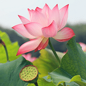 ���·����� ����ˮ����