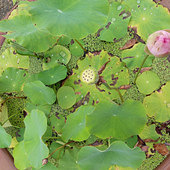 С�ɲ�¶����