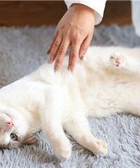 ��������9��9����ߣһ�� ��ֱ�����ð�