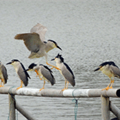 ����֮ҹ��