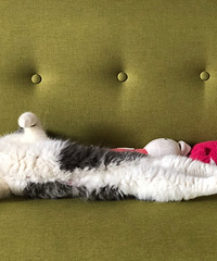 送养成年蓝猫一只