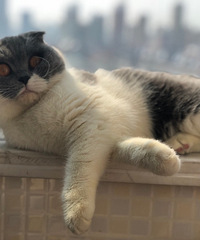 送养成年蓝猫一只