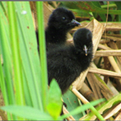 ����ô�ڻ��������