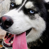 ��Ҷ���ҧ�� ȫ��Ѫ