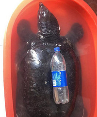 ���˾���53��Ұ������