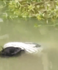 ���˺��ھ��ָ�ʬ ��˵��ϴ�·�ʱ��