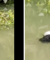 ���˺��ھ��ָ�ʬ ��˵��ϴ�·�ʱ��