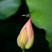 ������������ͷ��