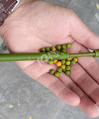 嘉兴人的回忆!小时候家里的菜油都是这样被我玩没的