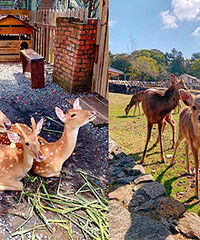 ̨��¹�������¹ ò������˳