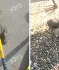 �����˵�53��������ˣ��Ǳ�����������