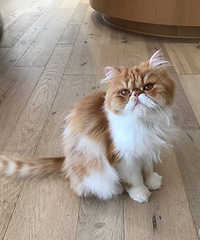 �������ֲ��Ƽ������������ߣè ������ѷ�լˮ����Ϸ��